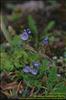 Flores del Paramo (28)